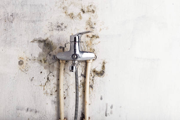 Best Commercial Mold Remediation in Minerva Park, OH