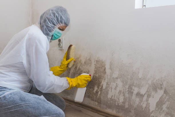 Professional Mold Remediation in Minerva Park, OH
