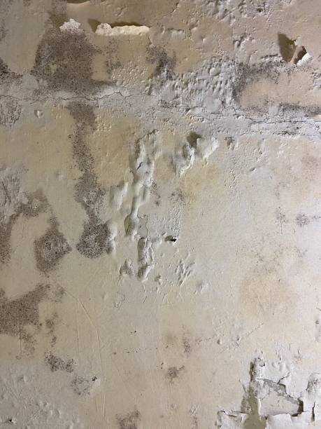 Best Residential Mold Remediation in Minerva Park, OH