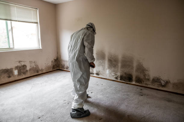 Best White Mold Remediation in Minerva Park, OH