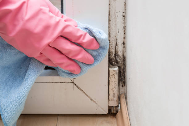 Best Bathroom Mold Remediation in Minerva Park, OH